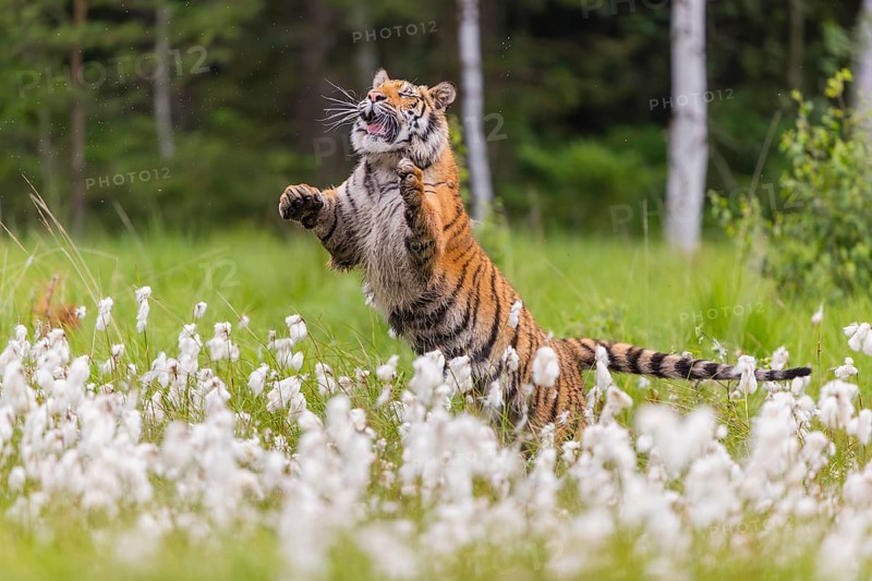 One young female Siberian Tiger, Panthera tigris altaica, jumping up on a meadow of tall fresh cottongrass with some birch trees trying to catch a bird