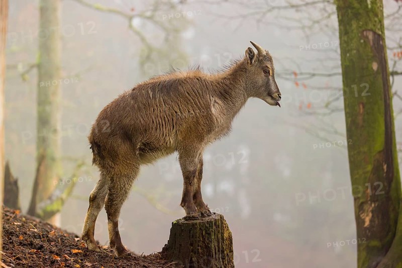 A female Himalayan Tahr (Hemitragus jemlahicus) stands in the forest on a foggy day