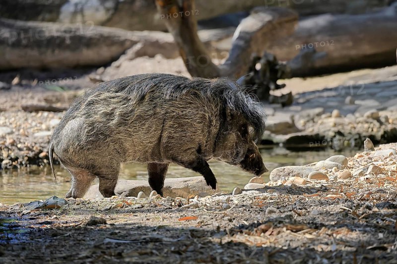 Visayas warty pig (Sus cebifrons), adult, at the water, foraging, Philippines, Asia