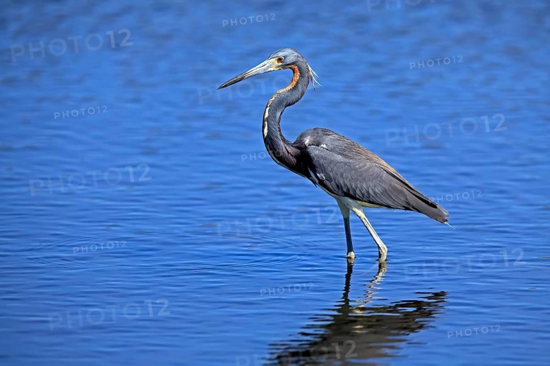 Tricoloured Heron (Egretta tricolor), adult, in the water, foraging, Merritt Island, Black Point Wildlife Drive, Florida, USA, North America