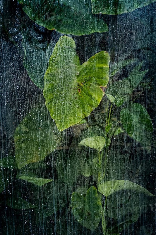 Plants and green leaves behind glass in greenhouse, structure, background, flora, art, texture, transparency, abstract, detail, green