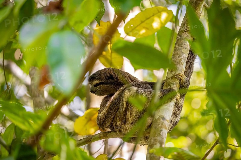Brown-throated sloth (Bradypus variegatus) sitting in a tree, Cahuita National Park, Costa Rica, Central America