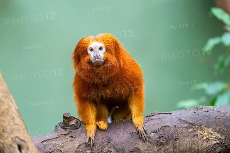 Golden lion tamarin (Leontopithecus rosalia), climbing on a tree, captive, Germany, Europe