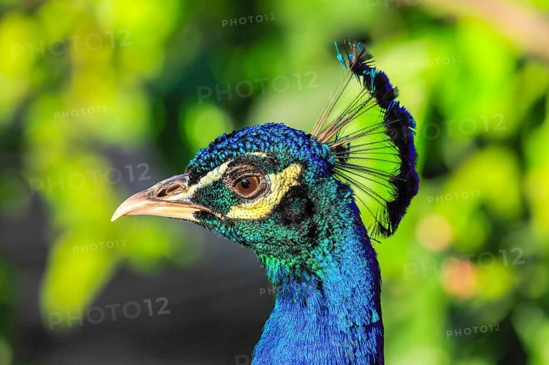 Peacock, Corfu, Ionian Islands, Greece, Europe