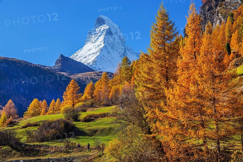 Matterhorn 4478m with golden yellow larches in autumn, Zermatt, Mattertal, Valais, Switzerland, Europe