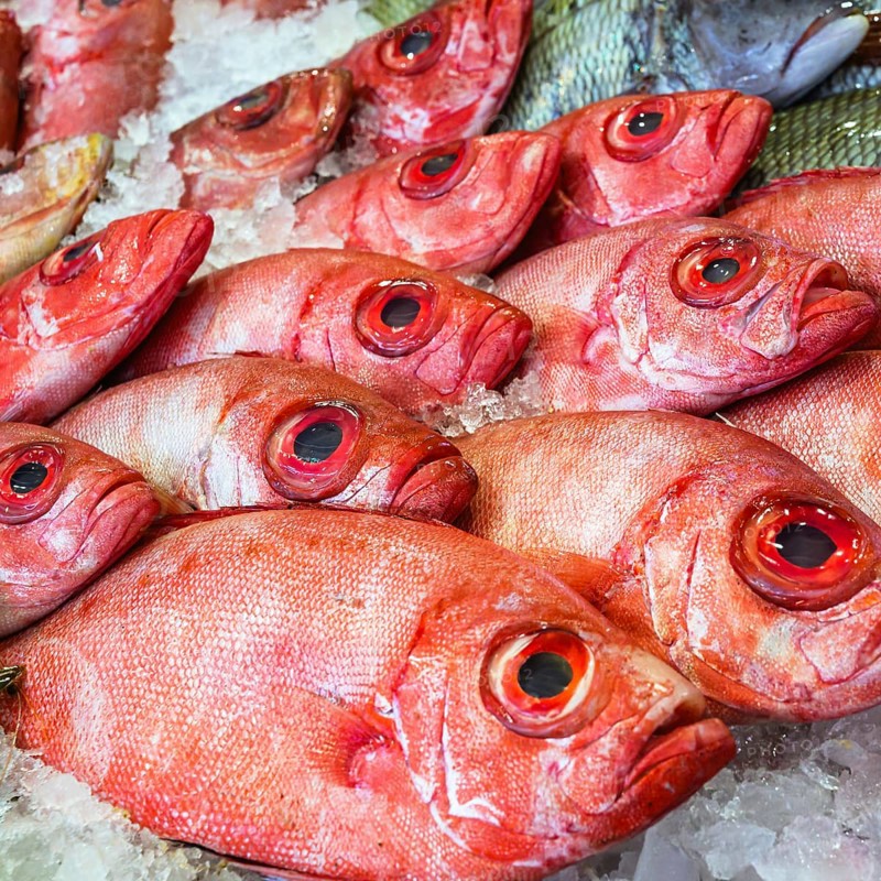 Red Sea Fish, Fish Market in Hurghada, Egypt, Africa