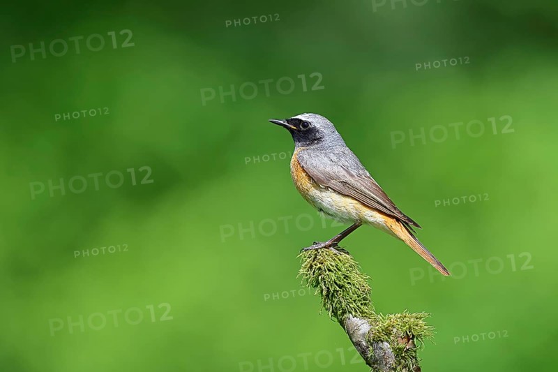 Redstart (Phoenicurus phoenicurus), male on a moss-covered branch, songbird, wildlife, Siegerland, North Rhine-Westphalia, Germany, Europe