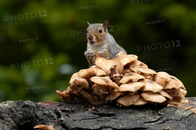 Grey squirrel (Sciurus carolinensis) adult animal feeding on fungi on a fallen tree branch in the autumn, England, United Kingdom, Europe