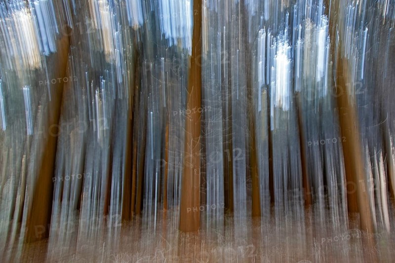 Winter, trees with hoarfrost in the forest, distorted, Baden-Würtemberg, Germany, Europe