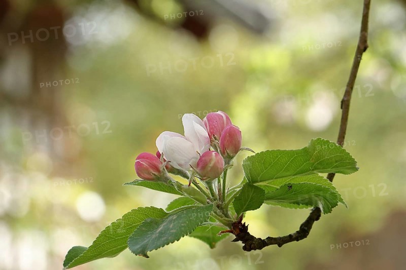 Apple blossoms (Malus), red still closed blossoms and white open blossom with bokeh in the background, Wilnsdorf, North Rhine-Westphalia, Germany, Europe