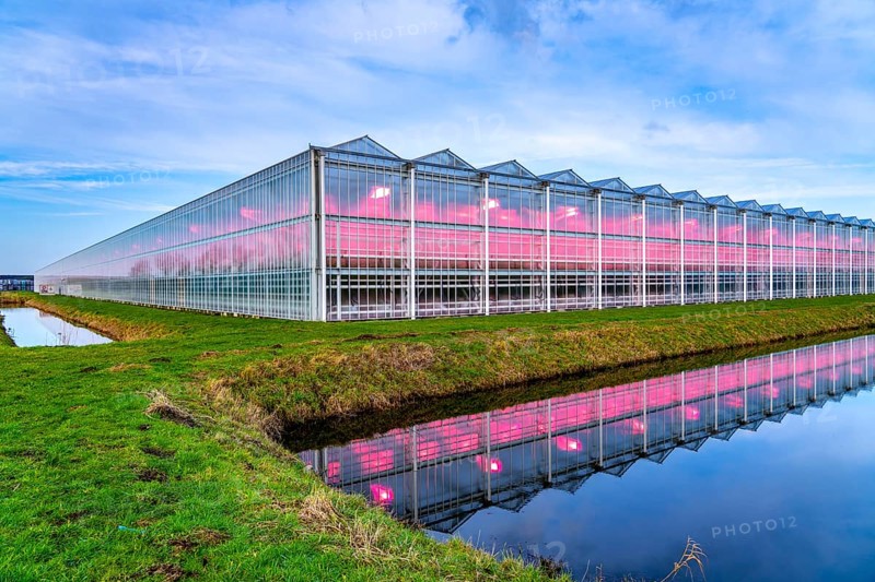 Large greenhouses for cucumbers and strawberries, over 10 hectares, the plants are artificially illuminated in pink, which promotes growth in winter, in Maasbree, west of Venlo, Netherlands