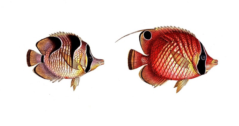 Fish, fish, left: genus butterflyfish, Chaetodon falcula, the Sickle-Chetodon. right, genus butterflyfish, Chaetodon setifer, the Bristle-Chetodon, Historic, digitally restored reproduction from a 19th century original, Record date not stated