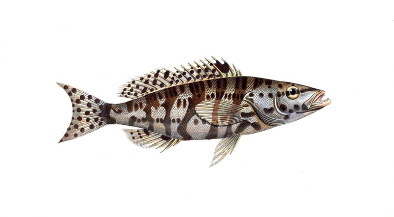 Fish, Fish, Genus of Hussar Fish, Holocentrus tigrinus, the checkered Sogo, the checkered Holocentre, Historical, digitally restored reproduction from a 19th century original, Record date not stated