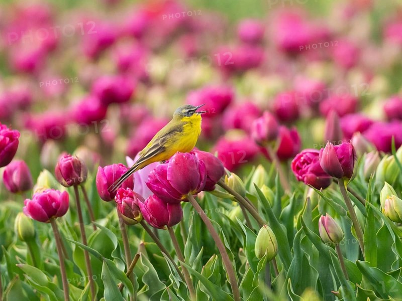 Yellow Wagtail (Motacilla flava) adult male sitting on a tulip flower, singing, surrounded by a field of red tulips, island Texel, Holland