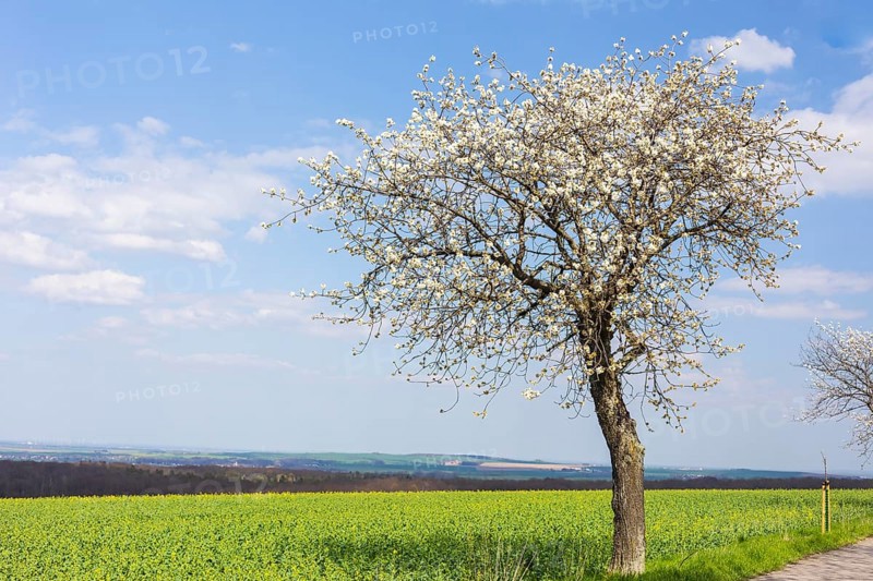 Cherry tree (prunus) in blossom next to an almost flowering rape field (brassica napus), Collm, Wermsdorf, Saxony, Germany, Europe