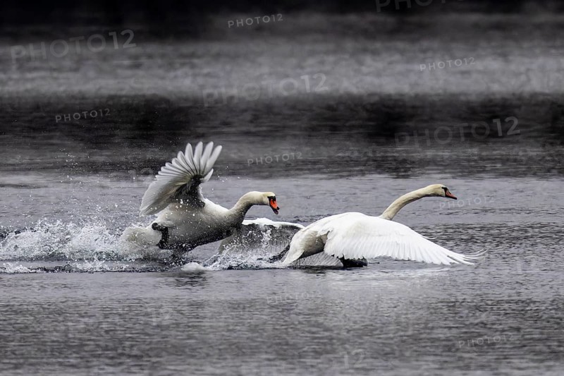 Two swans racing across the water in an aggressive posture, wings raised, Mute Swan, (cygnus olor), wildlife, Germany, Europe