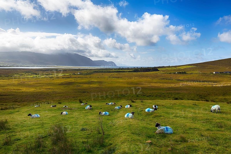 Blue-marked sheep (Ovis aries) in a meadow, coastline on the horizon, Slievemore, Acaill, Achill Island, Mayo, Ireland, Europe