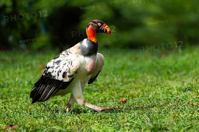 King vulture (Sarcoramphus papa), cock, vulture birds (Aegypiinae), Laguna del Lagarto Lodge, Alajuela, Costa Rica, Central America