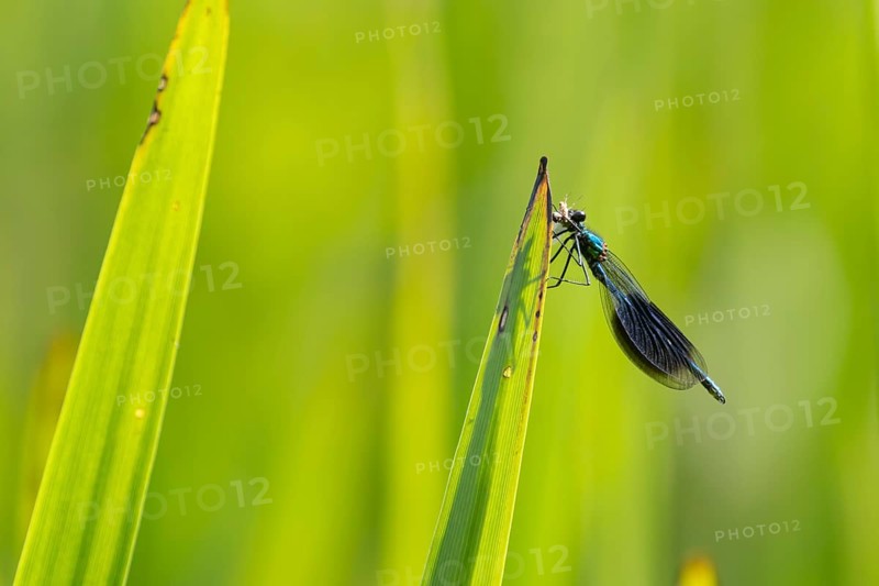 Banded demoiselle damselfly (Calopteryx splendens) adult male insect feeding on a small insect on a reed plant leaf in the summer, England, United Kingdom, Europe