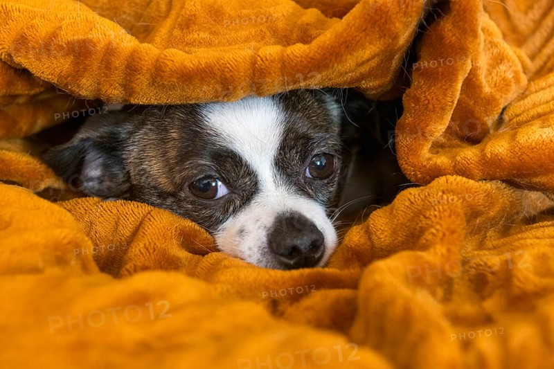 Small Chihuahua dog lying cosily wrapped in a brown blanket, Germany, Europe