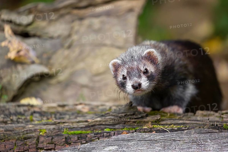 A young male ferret (Mustela putorius furo) sits at a dead branch of a tree, looking around