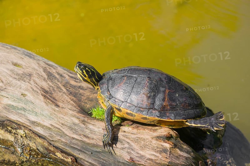 A yellow-bellied slider (Trachemys scripta) rests on a rotting log lying in the water of a pond