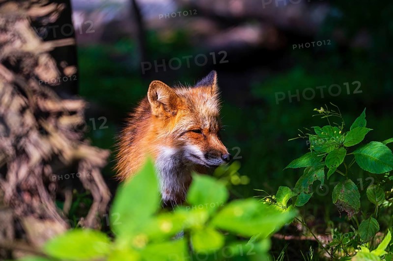 One adult red fox, Vulpes vulpes, standing in the undergrowth of a forest edge