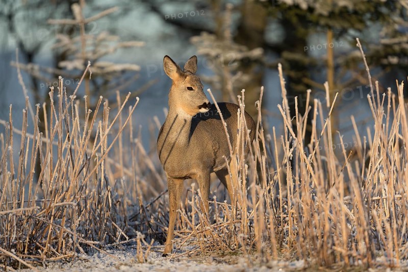 Roe deer standing in hoar frosted dead stinging nettle at minus 15 °C at sunrise. Trees and dead stinging nettle in background