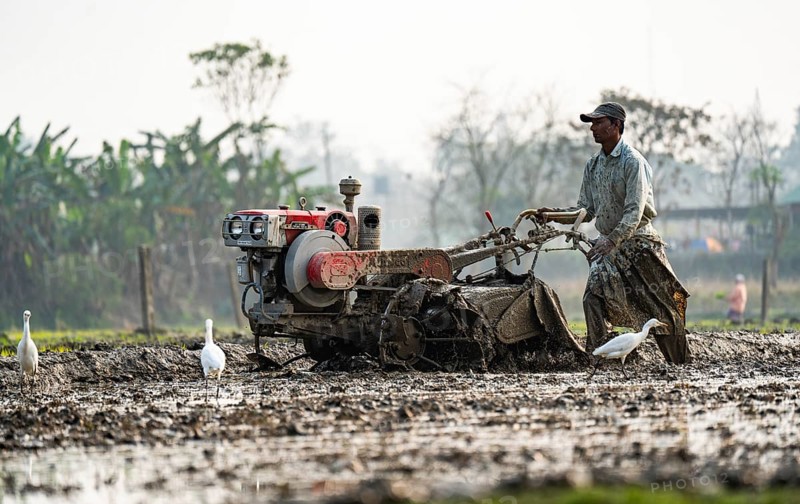A farmer using hand tractor to plough an agricultural field at Mayong village in Morigaon, India on 6 February 2025