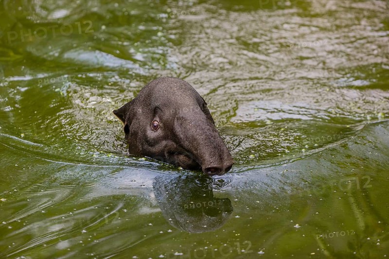 A Malayan tapir (Acrocodia indica) swims in a river