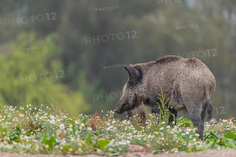 One adult wild boar or wild pig (Sus scrofa) searching for food on a flowering meadow in late afternoon light with a forest in first autumnal colours in the background