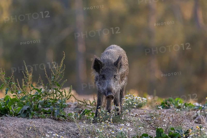 One adult wild boar or wild pig (Sus scrofa) searching for food on a flowering meadow in late afternoon light with a forest in first autumnal colours in the background