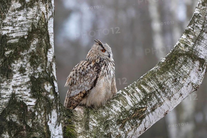 One Siberian Eagle Owl (Bubo bubo sibiricus) sitting on a branch of a birch tree