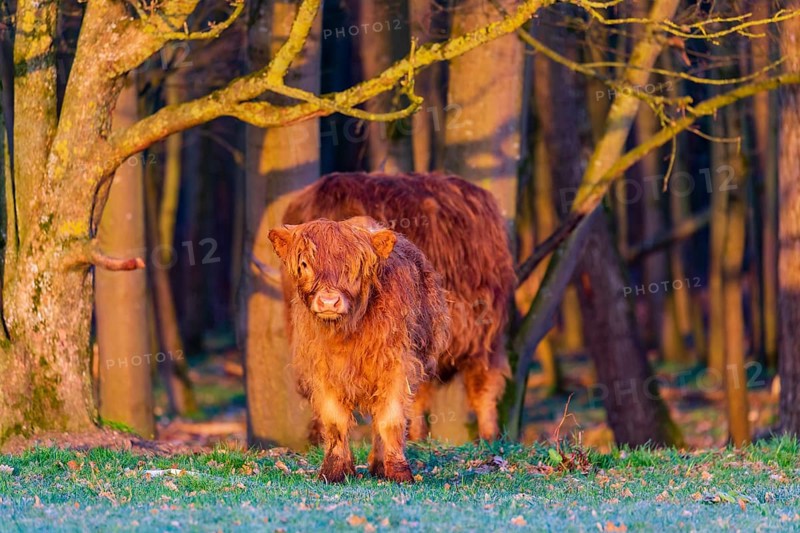 One Highland calf (Bos (primigenius) taurus) stands at a forest edge