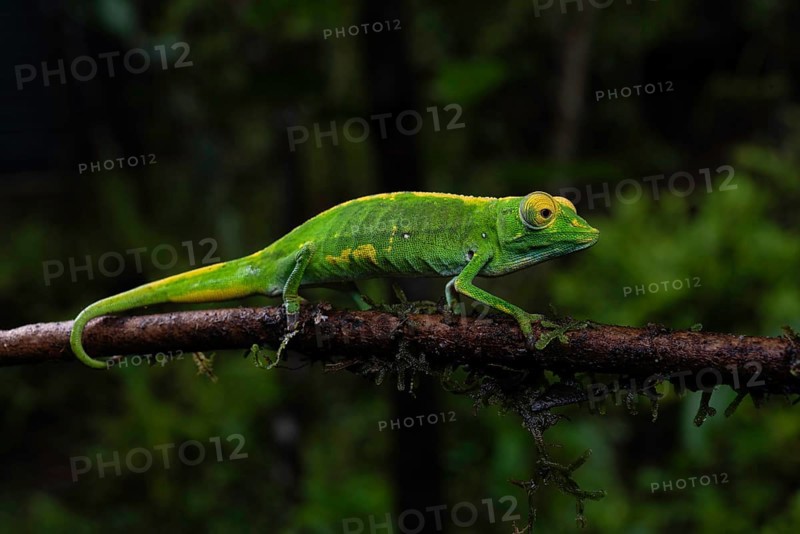 Male chameleon (Calumma marojezenze) in the rainforests of Marojejy National Park, north-east Madagascar