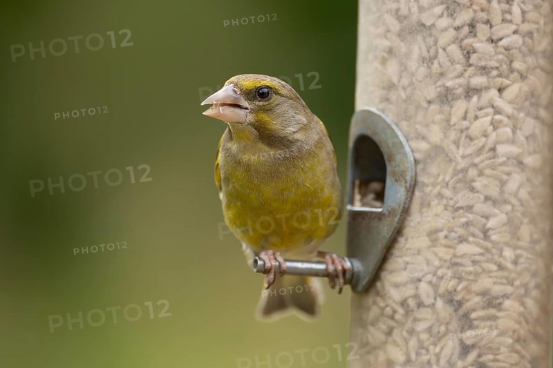 European greenfinch (Chloris chloris) adult bird feeding on a garden bird feeder with sunflower seeds, England, United Kingdom, Europe