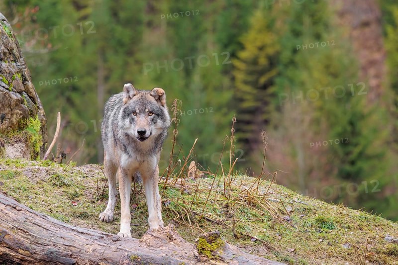 An adult male grey wolf (Canis lupus lupus) stands in a meadow on the top of a hill between a rock and a rotting tree trunk