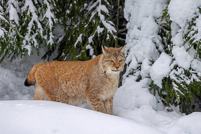 Eurasian lynx, Northern lynx (Lynx lynx lynx) hunting in thick snow in spruce forest in winter, Scandinavia