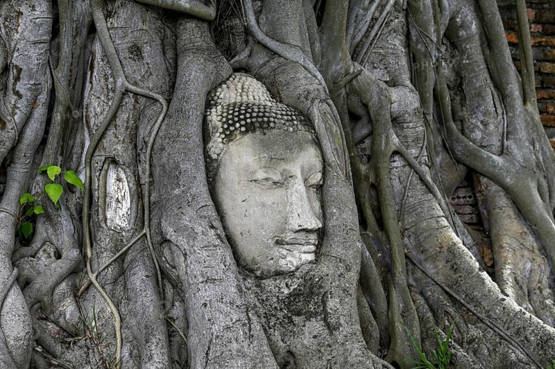 Sandstone Buddha head at the foot of a Bodhi tree in Wat Mahathat, Temple of the Great and Holy Relic, Ayutthaya, Ayutthaya Province, Thailand, Asia