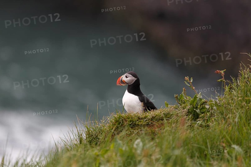 Atlantic Puffin, Common Puffin. Fratercula arctica, at the cliffs of Latrabjarg, Iceland, Europe