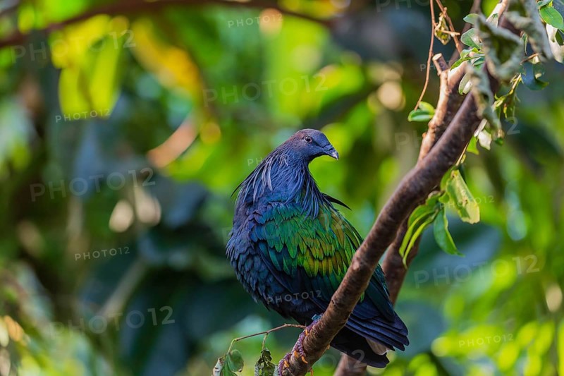 Nicobar Pigeon, Caloenas nicobarica, Nicobar Islands sits on a twig in a forest