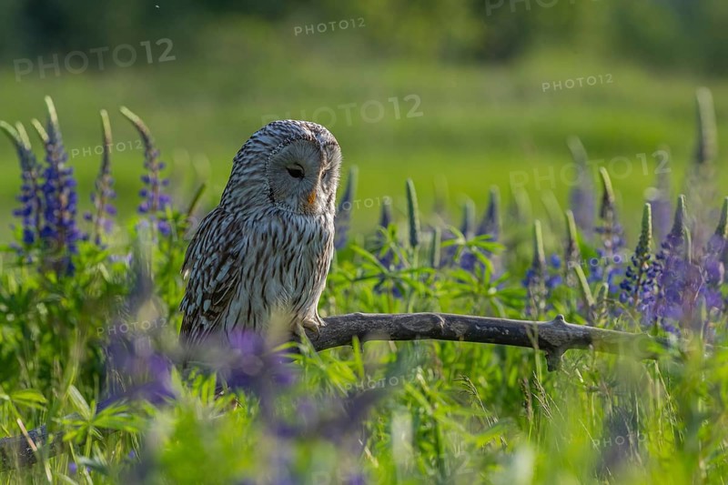 One Ural owl (Strix uralensis) sitting on a branch lying in a field of flowering lupines in late evening light