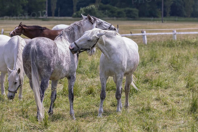 Kladruber horse, mares, grooming each other. National Stud Farm Kladruby nad Labem