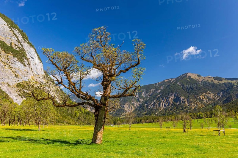 Nature conservancy area Grosser Ahornboden. Sycamore maple trees, Acer pseudoplatanus, in springtime. Karwendel Mountains, Austria, Europe