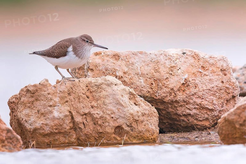 Common sandpiper (Actitis hypoleucos) Snipe bird, foraging in mud and rocks, resting, limicole, shallow water zone, Toledo, Spain, Europe