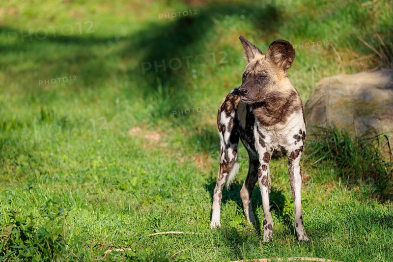 An African Wild Dog, Lycaon pictus, stands on a green meadow in bright sunlight, watching something