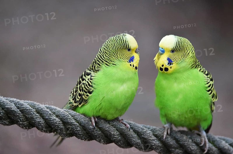Budgerigars, (Melopsittacus undulatus) courtship display on a rope