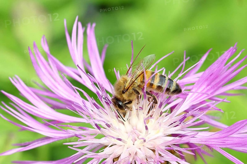 European honey bee (Apis mellifera), collecting nectar from a flower of the meadow knapweed or common knapweed (Centaurea jacea), macro photograph, Wilnsdorf, North Rhine-Westphalia