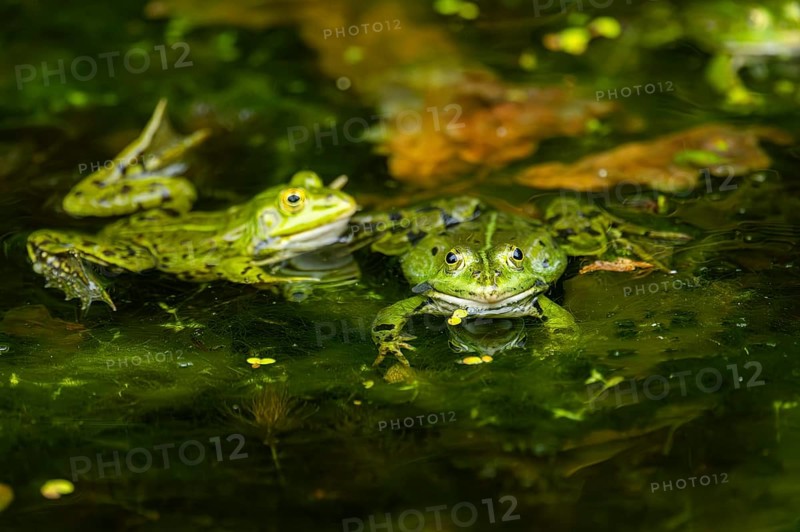 Edible frog (Pelophylax esculentus) in a little lake in the water, Bavaria, Germany, Europe
