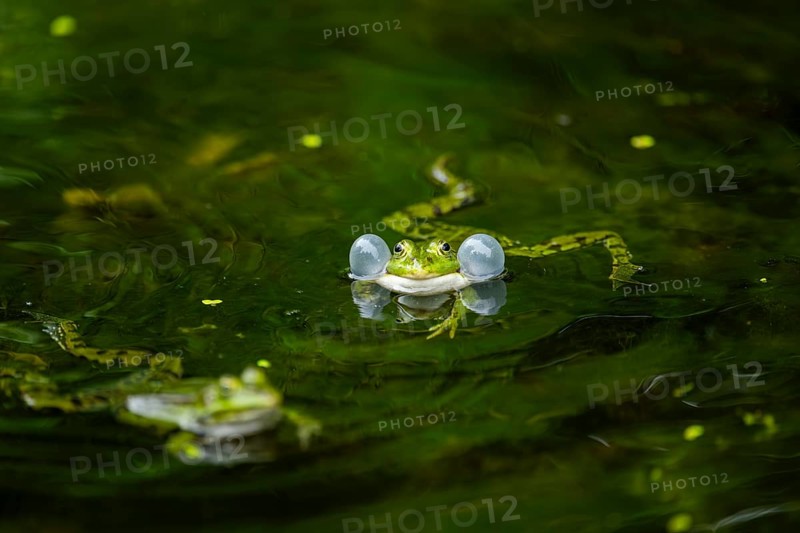 Edible frog (Pelophylax esculentus) in a little lake in the water, Bavaria, Germany, Europe